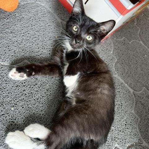 Enlarge Munch, an adopted Domestic Short Hair in Seymour, TN image 2/4