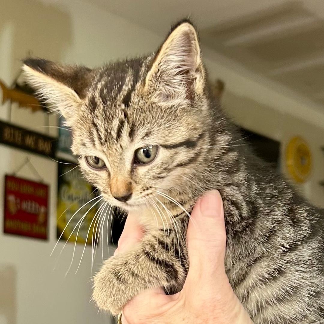 Enlarge Bunny, a Adoptable Domestic Short Hair in Gastonia, NC image 1/1