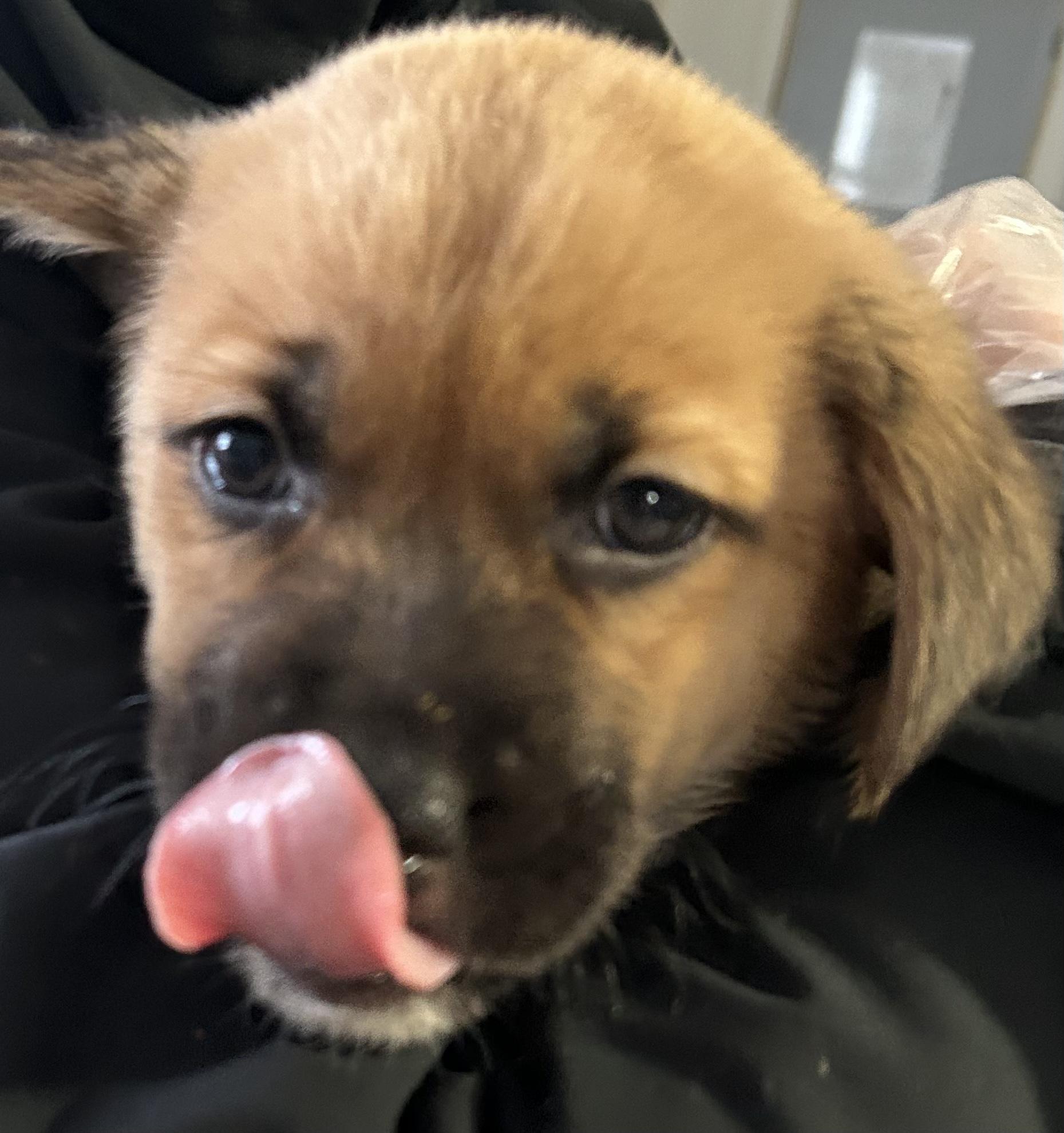 Snickers, ADOPTABLE, Puppy Female Labrador Retriever & Shepherd.