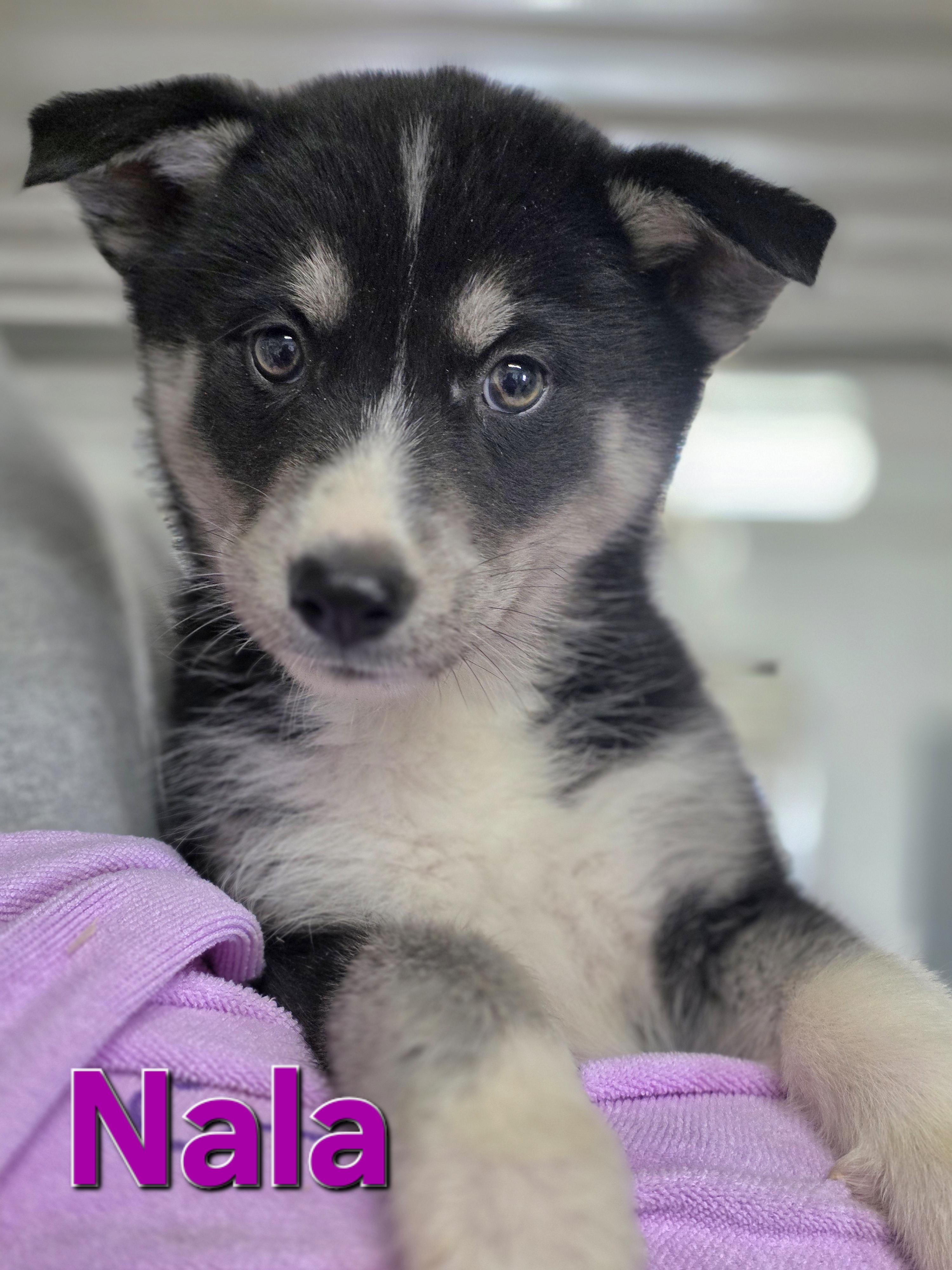 Nala, adopted, Puppy Female Husky.