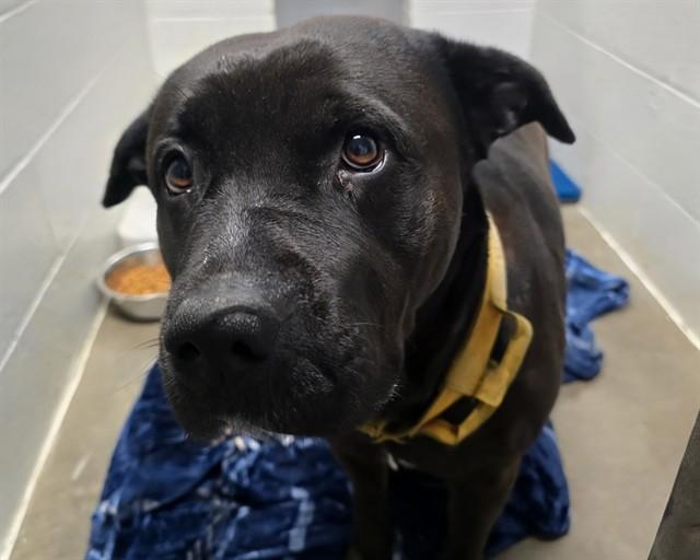 RHONDA ROUSEY, Adoptable, Adult Female Rottweiler & Mixed Breed.