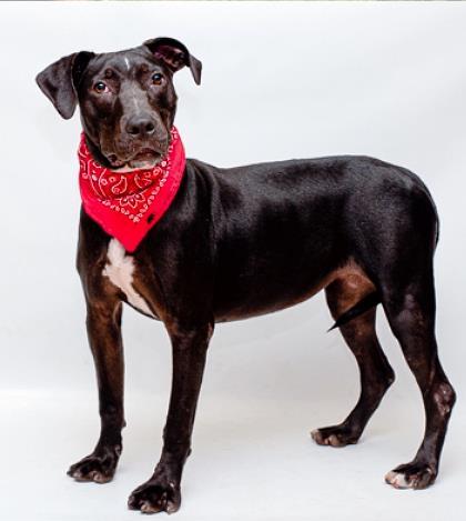 Enlarge Biddy, a Adoptable mixed breed in Tyler, TX image 1/3
