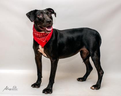 Enlarge Biddy, a Adoptable mixed breed in Tyler, TX image 1/3