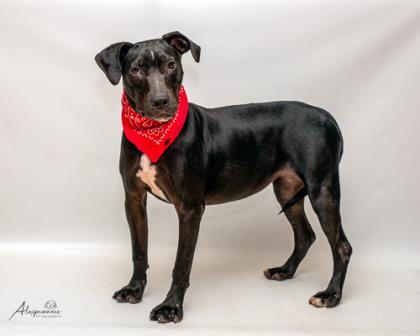 Biddy, Adoptable, Young Female Labrador Retriever & Mixed Breed.