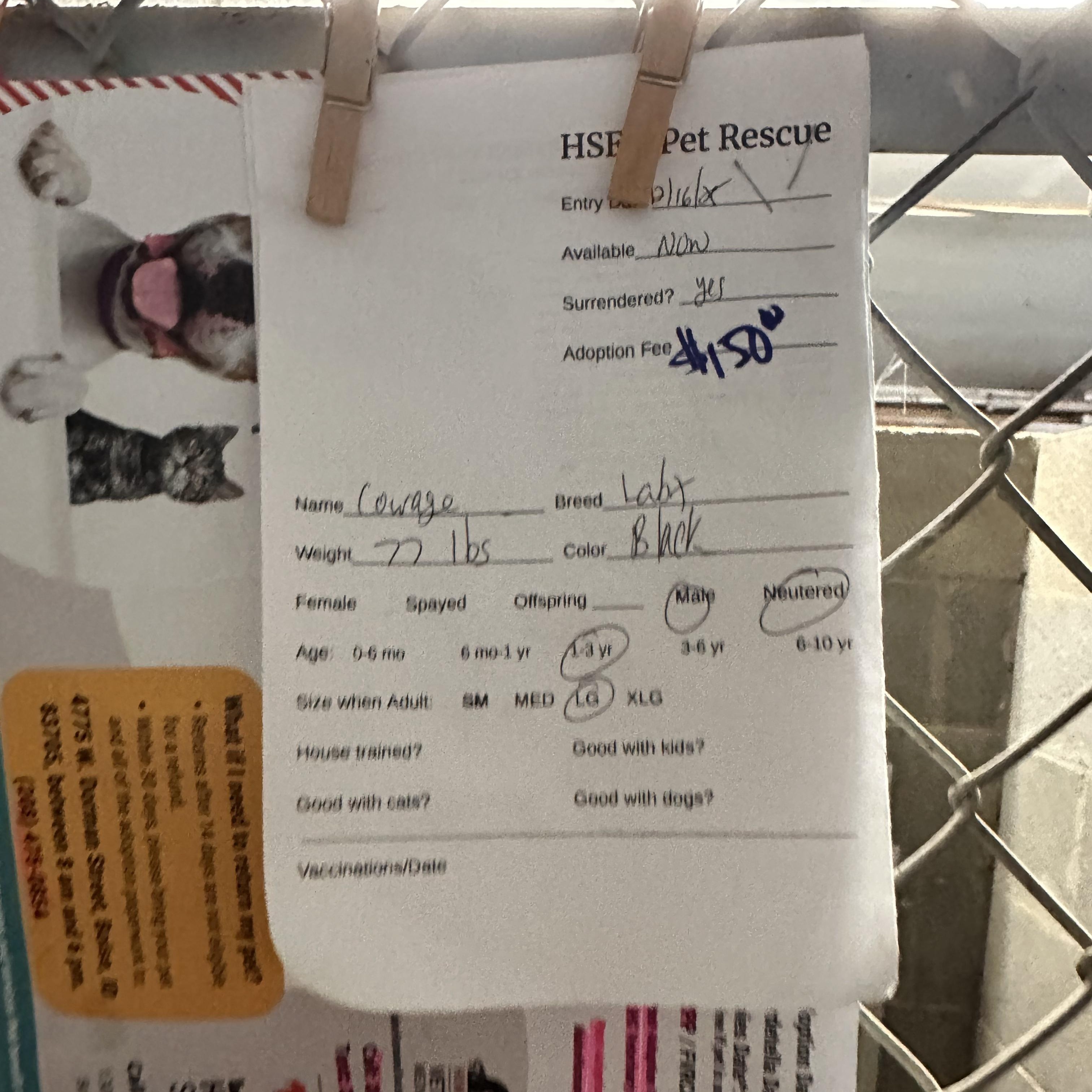 Enlarge Courage , a ADOPTABLE mixed breed in Hermiston, OR image 3/3