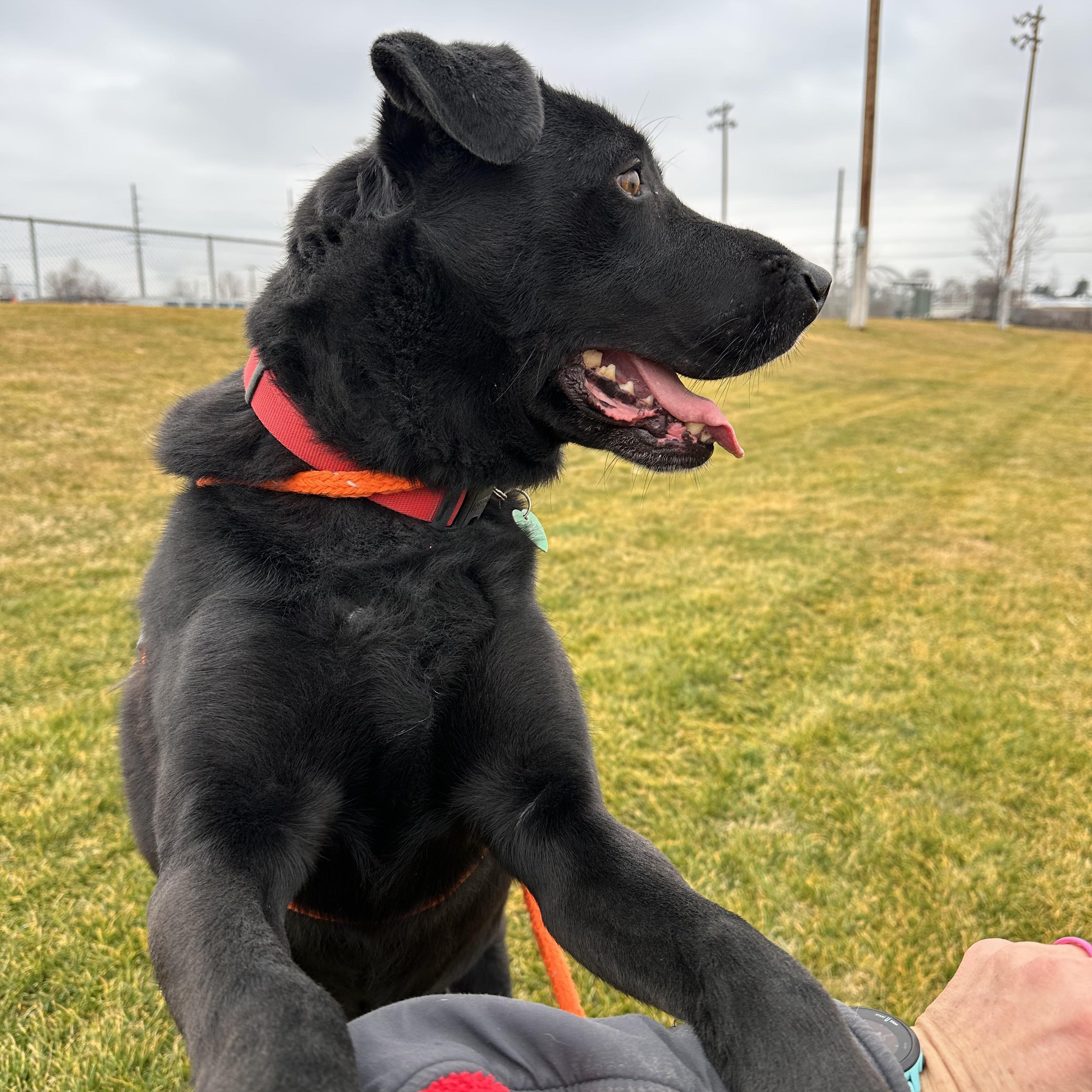 Enlarge Courage , a ADOPTABLE mixed breed in Hermiston, OR image 2/3