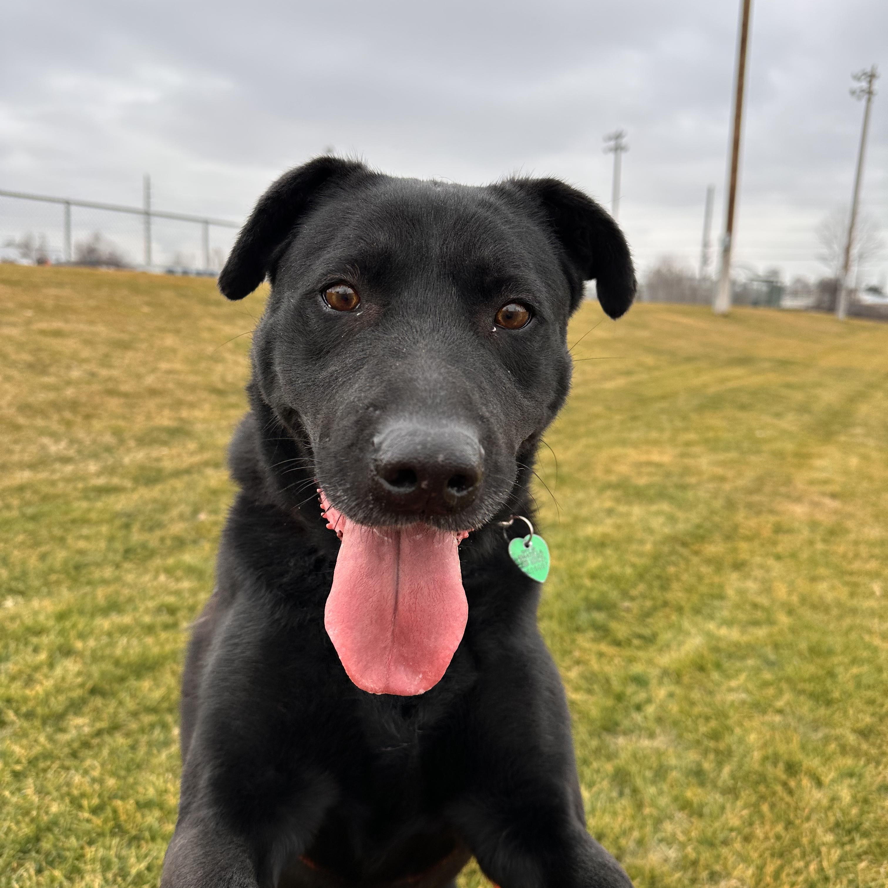 Courage , ADOPTABLE, Adult Male Black Labrador Retriever.