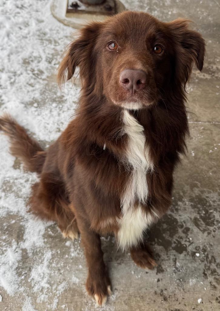 Enlarge Russet, a Adoptable Border Collie in Ferndale, NY image 1/2