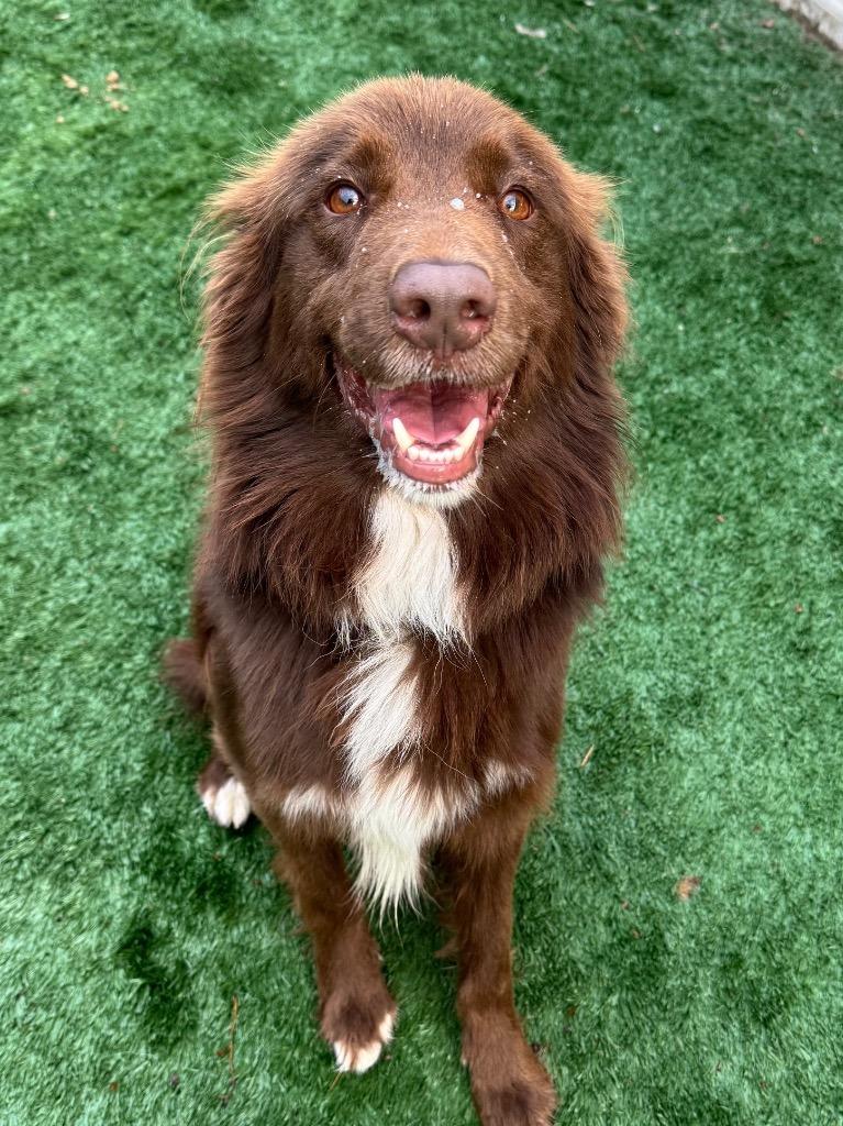 Enlarge Russet, a Adoptable Border Collie in Ferndale, NY image 2/2