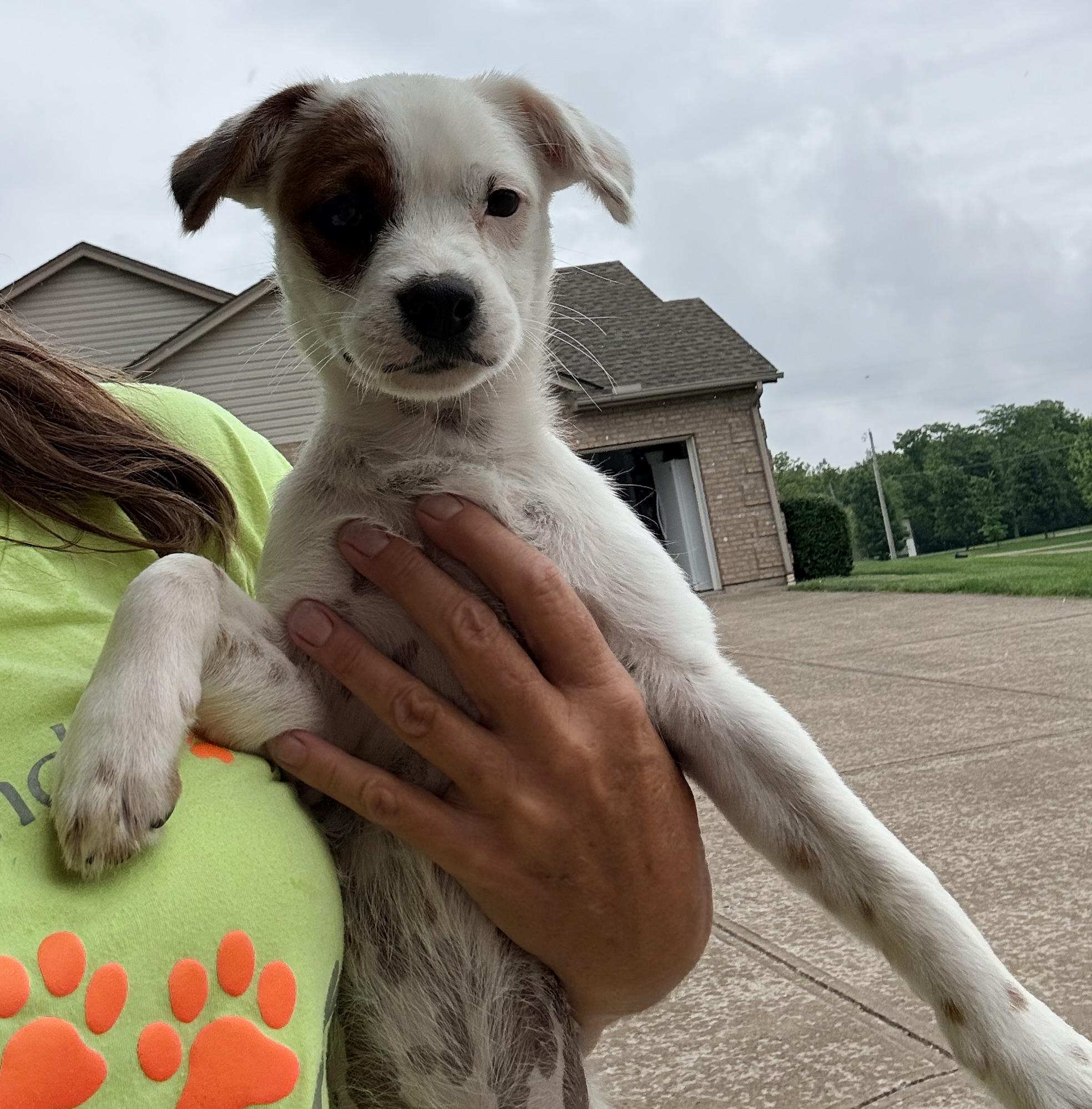 BIRDIE, a Adoptable mixed breed in Cincinnati, OH image 1/2