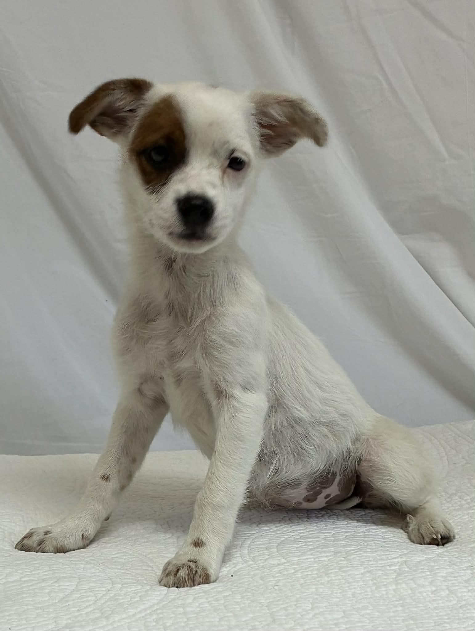 BIRDIE, a Adoptable mixed breed in Cincinnati, OH image 2/2