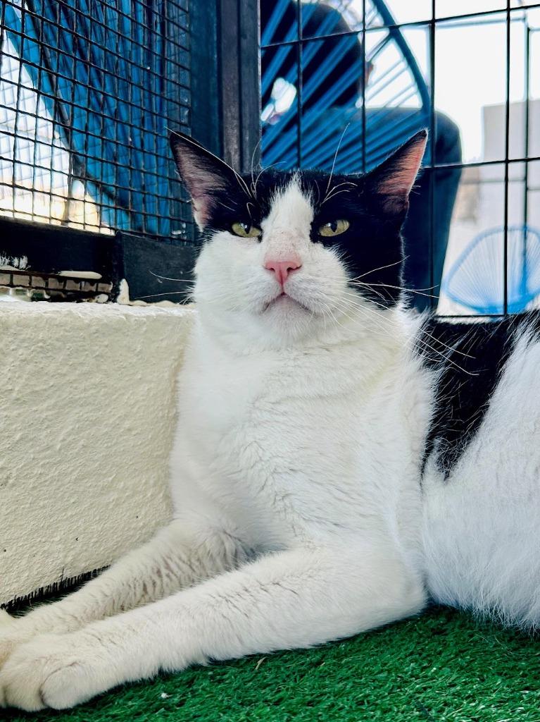 Enlarge Silverio, a Adoptable American Shorthair in Corral del Risco, NAY image 2/4