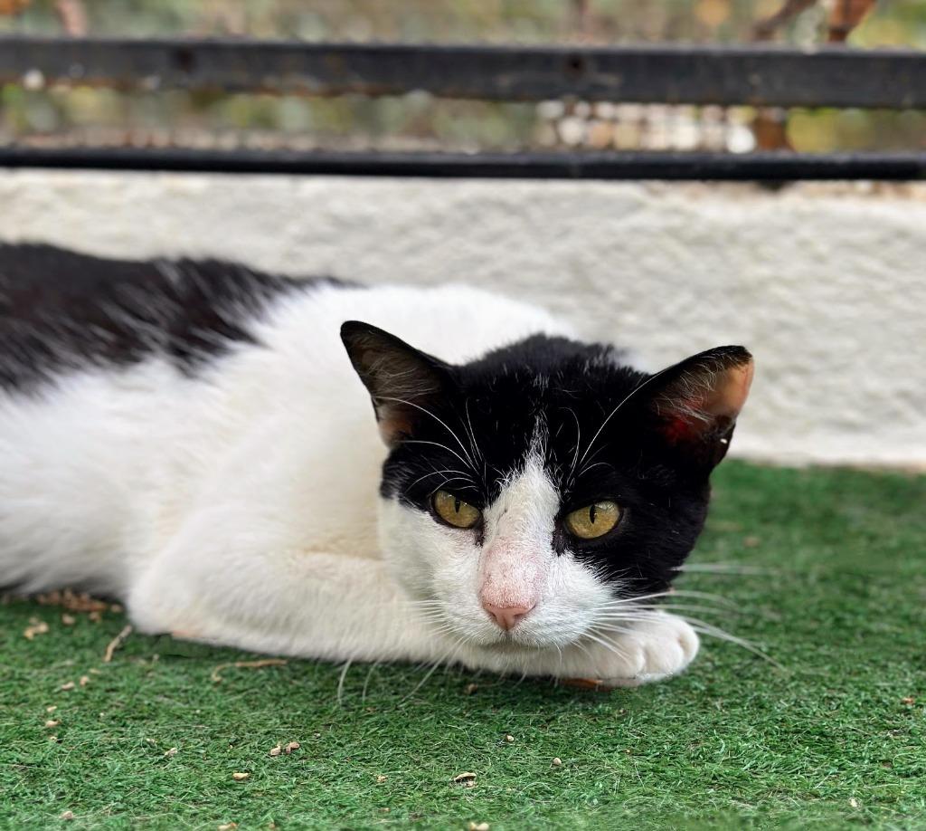 Enlarge Silverio, a Adoptable American Shorthair in Corral del Risco, NAY image 3/4
