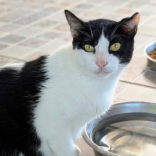 Silverio, Adoptable, Adult Male American Shorthair.