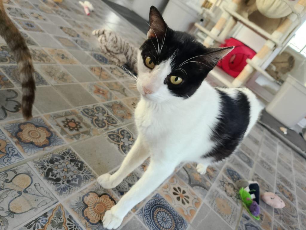 Enlarge Silverio, a Adoptable American Shorthair in Corral del Risco, NAY image 4/4