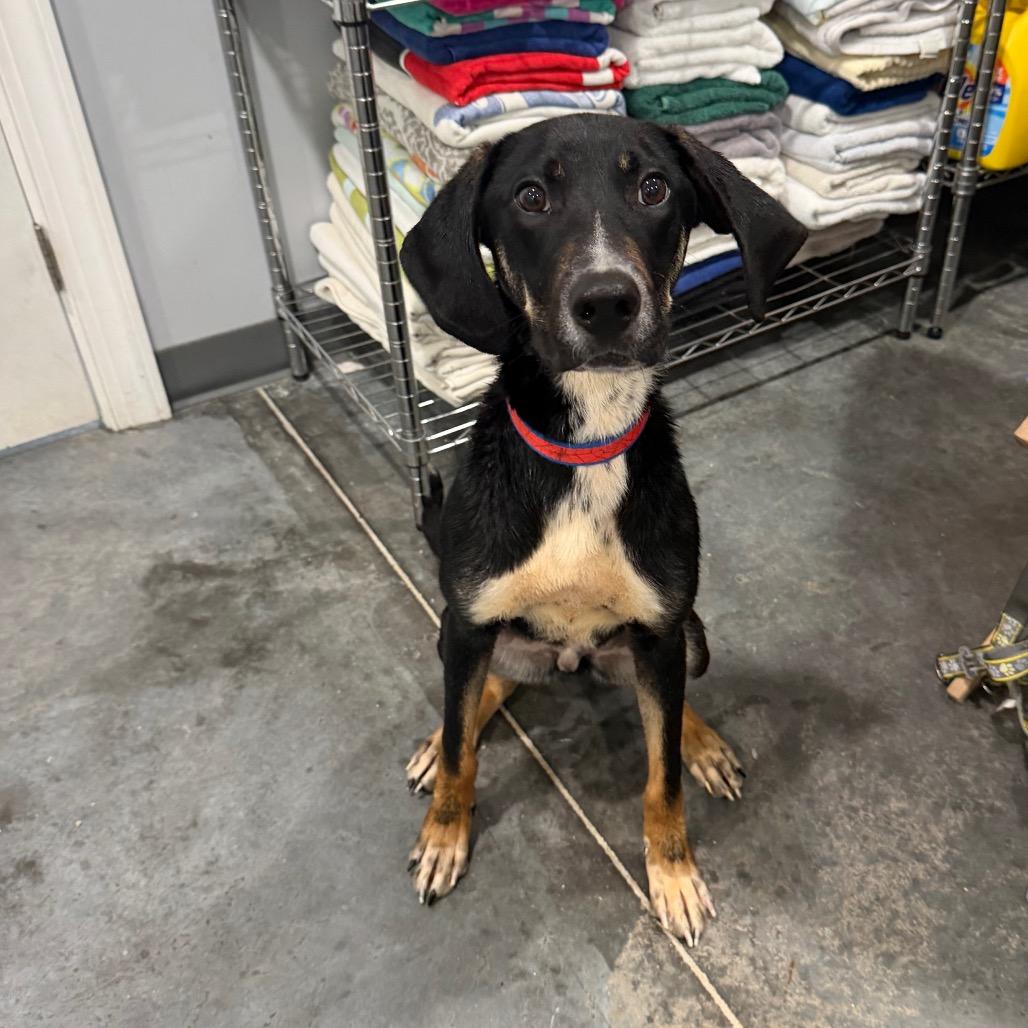 Comet, Adoptable, Young Male Beagle & German Shepherd Dog.
