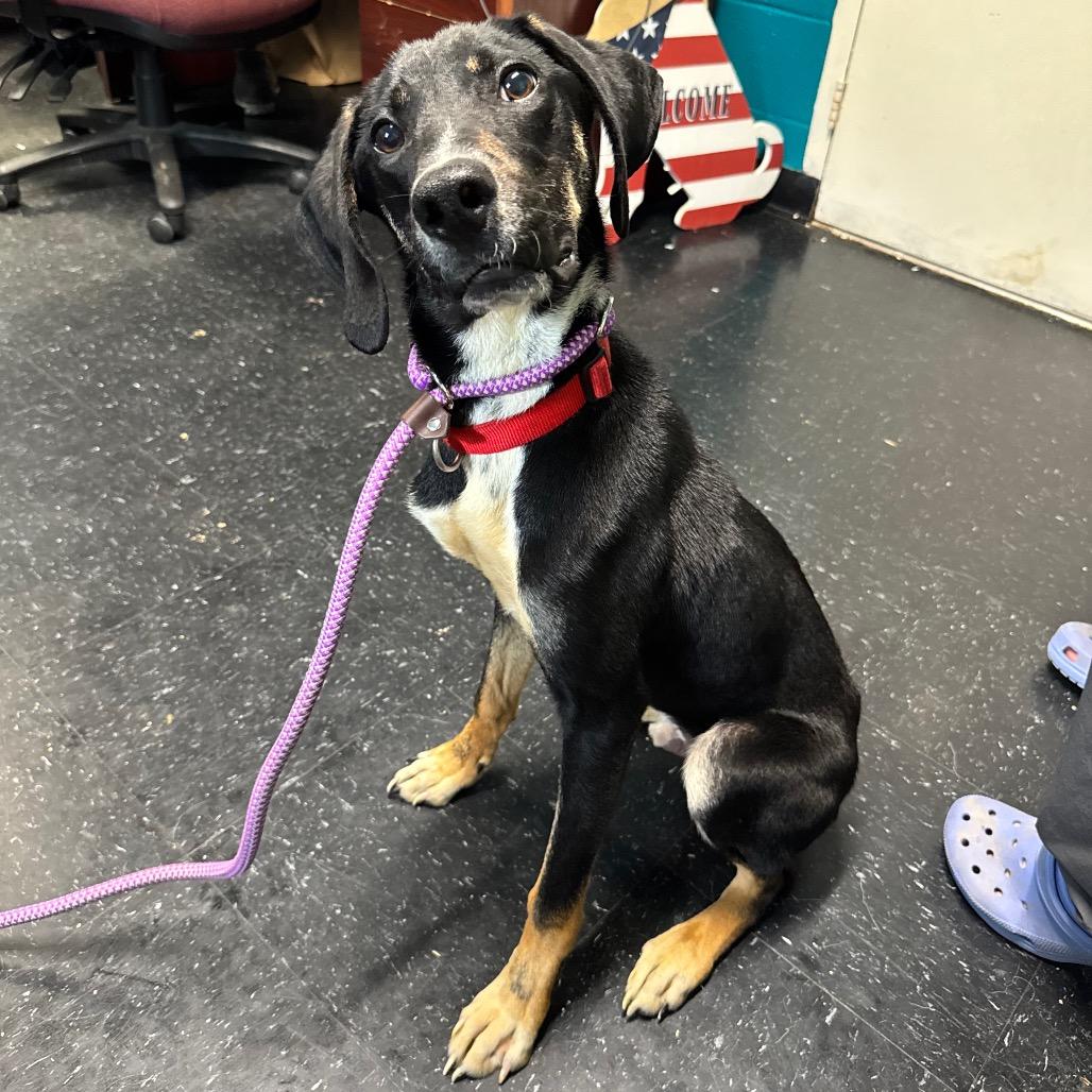Comet, a Adoptable mixed breed in Fairmont, WV image 2/6