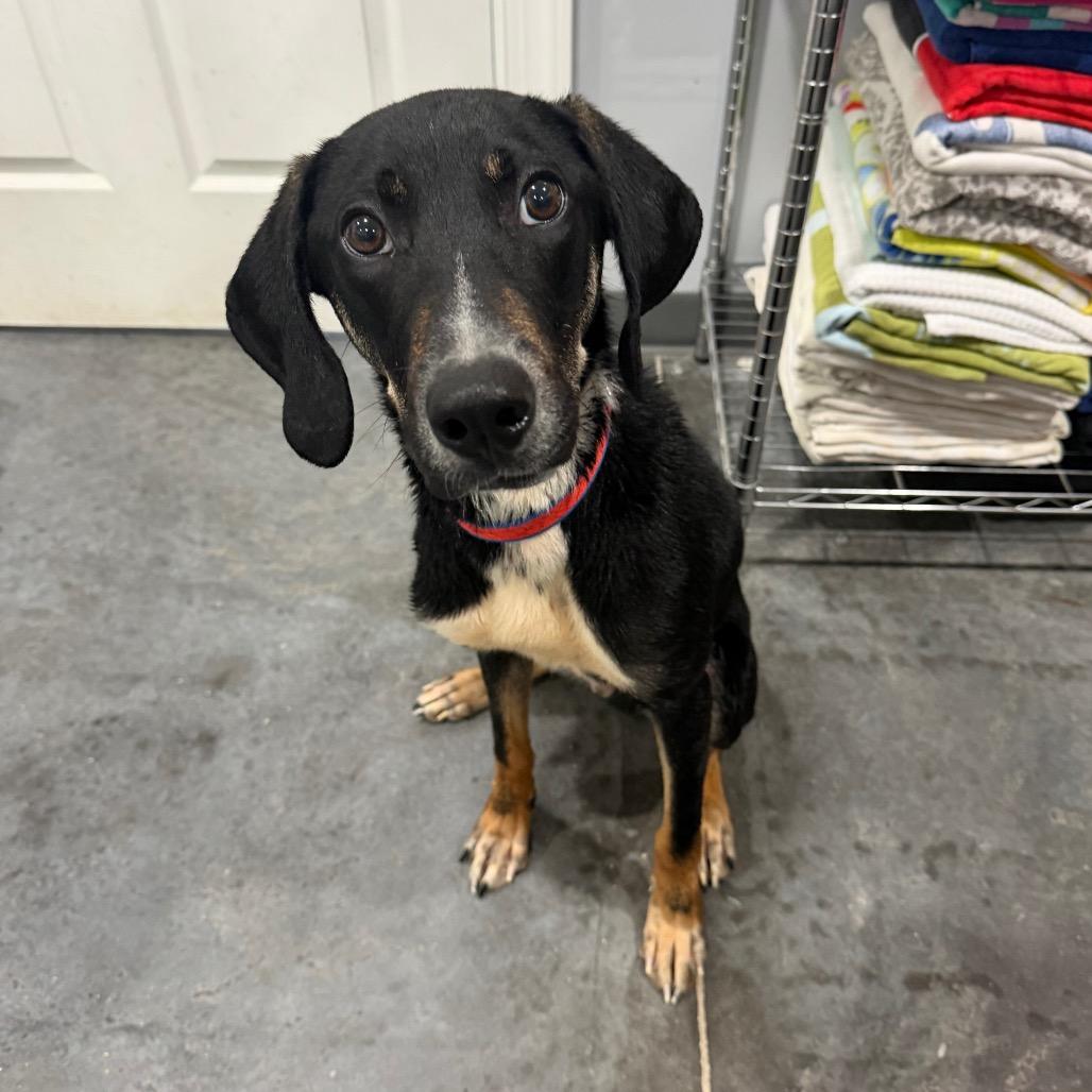 Comet, a Adoptable mixed breed in Fairmont, WV image 3/6