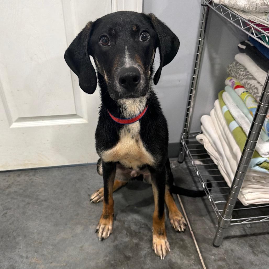 Comet, a Adoptable mixed breed in Fairmont, WV image 4/6