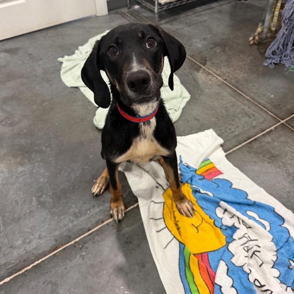 Comet, a Adoptable mixed breed in Fairmont, WV image 5/6