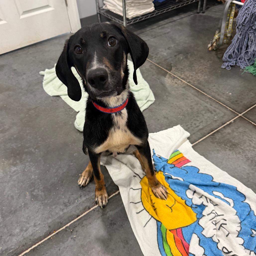 Comet, a Adoptable mixed breed in Fairmont, WV image 6/6