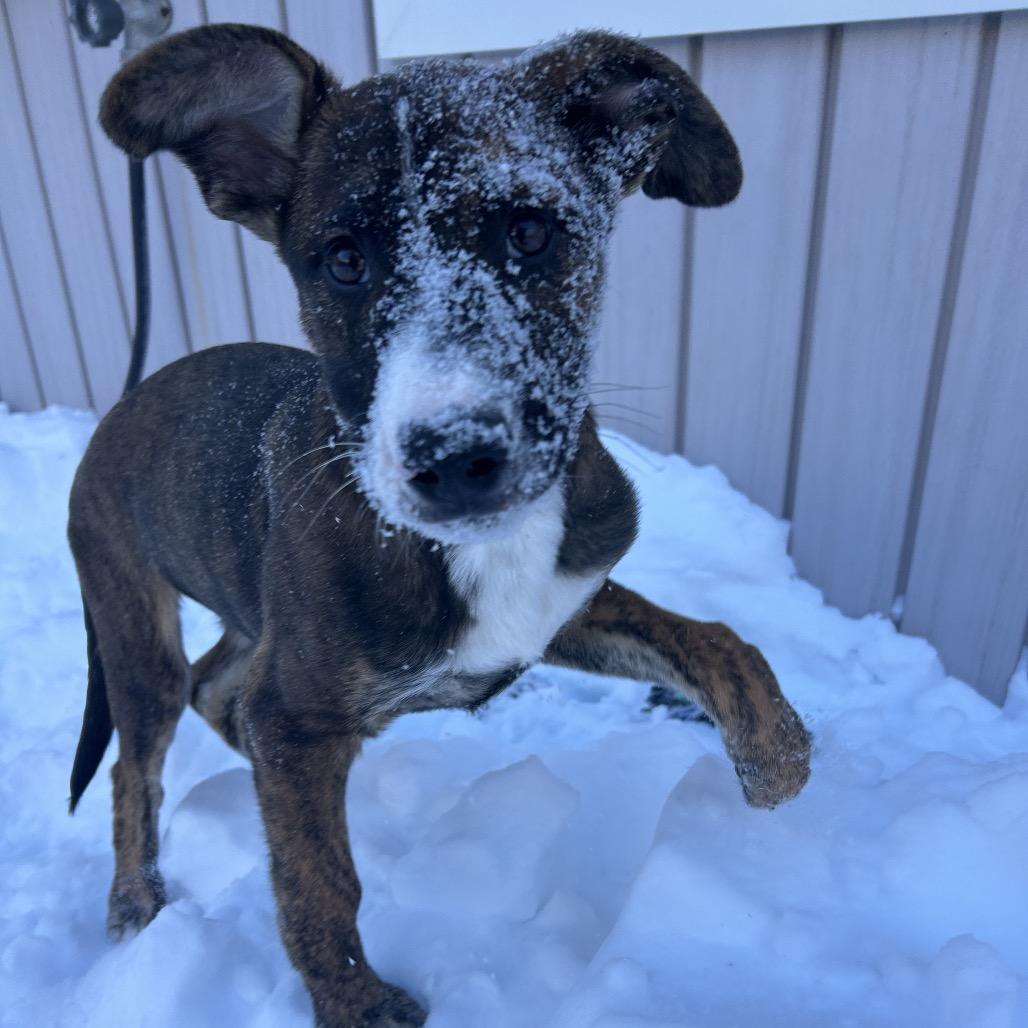 Enlarge Marshall, a Adoptable Mixed Breed in Bedford, NH image 1/6