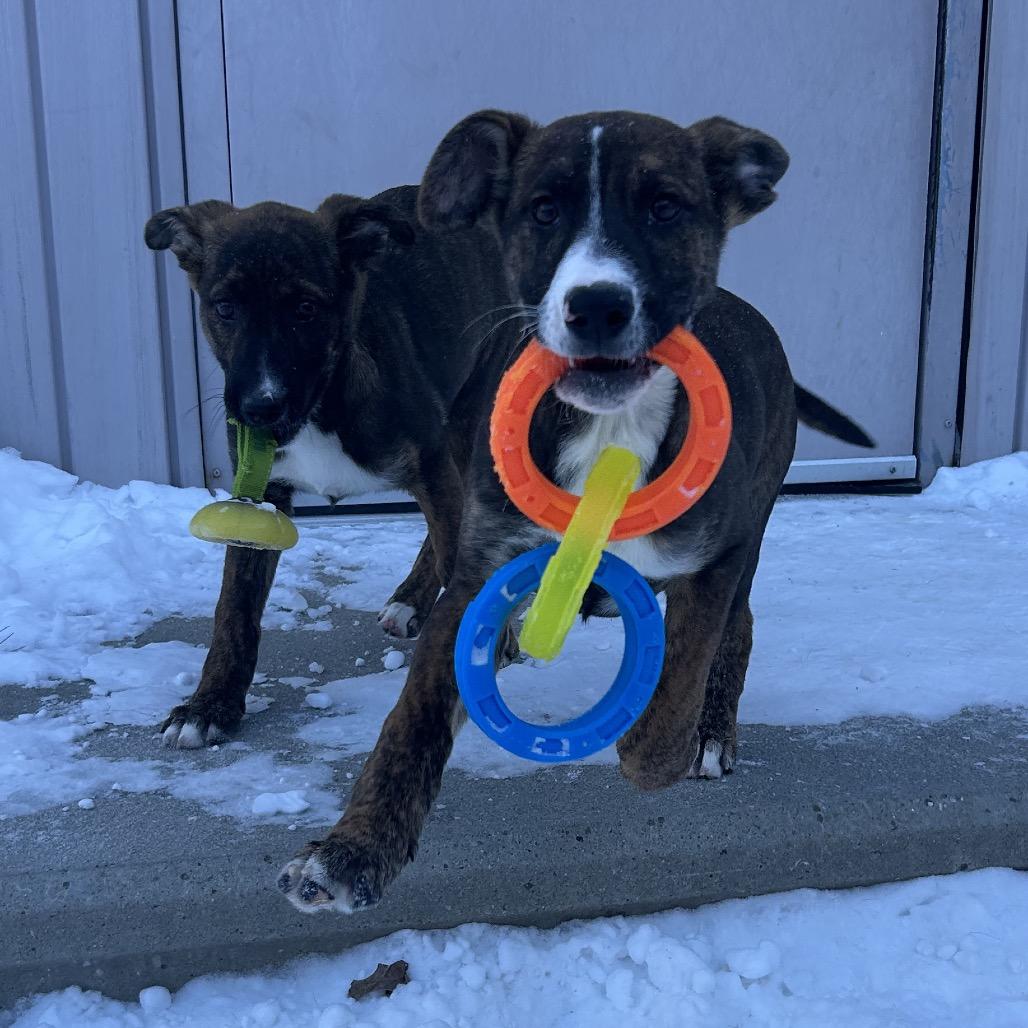 Enlarge Marshall, a Adoptable Mixed Breed in Bedford, NH image 2/6