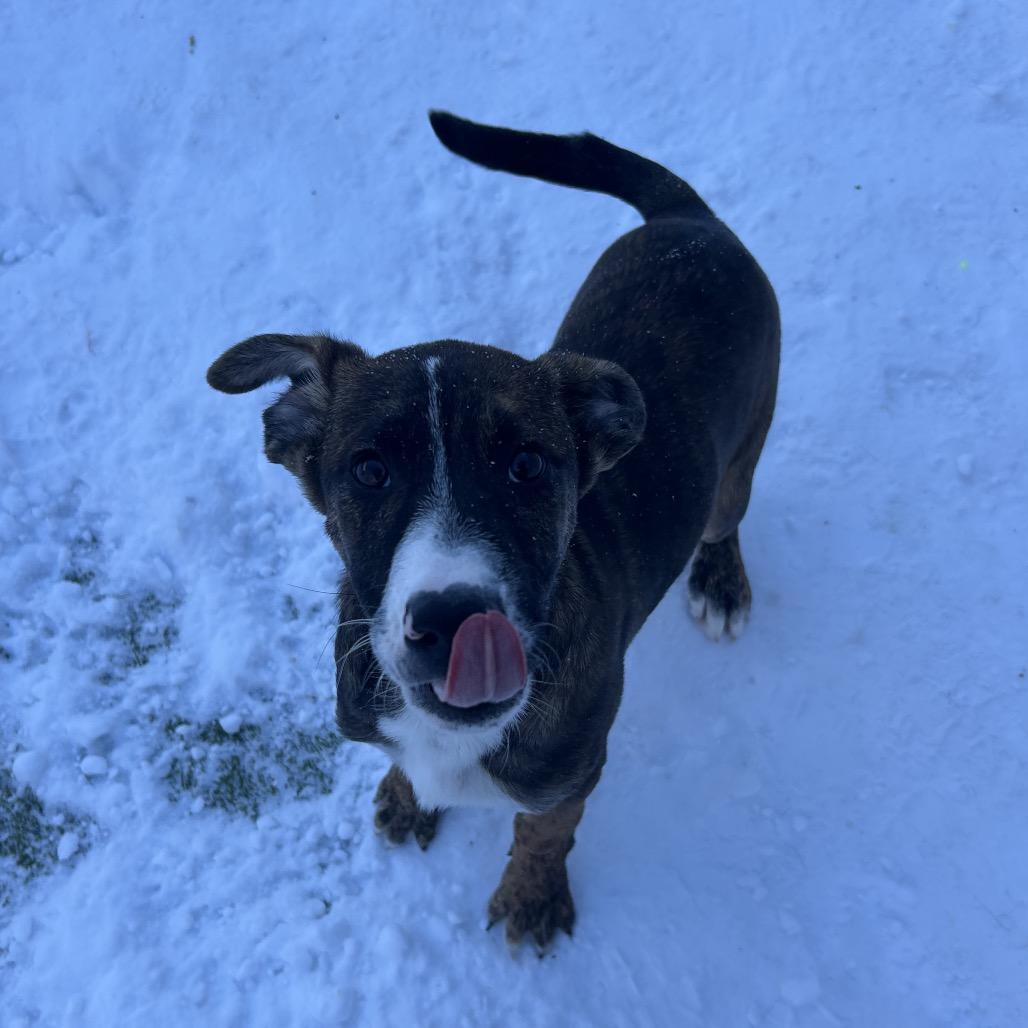 Enlarge Marshall, a Adoptable Mixed Breed in Bedford, NH image 3/6