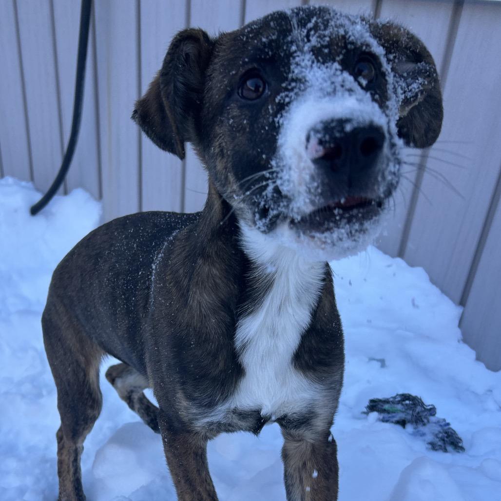 Enlarge Marshall, a Adoptable Mixed Breed in Bedford, NH image 4/6