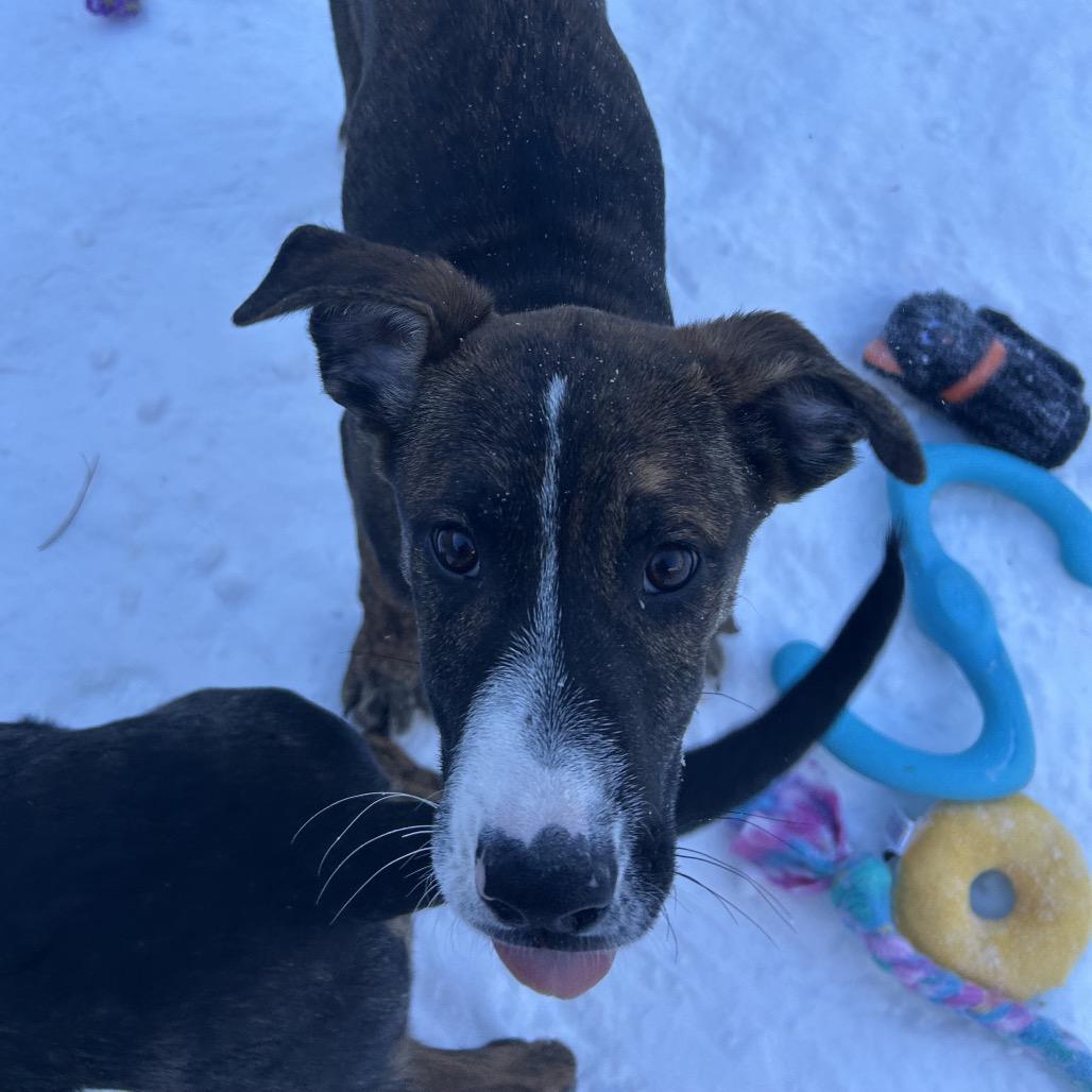 Enlarge Marshall, a Adoptable Mixed Breed in Bedford, NH image 5/6