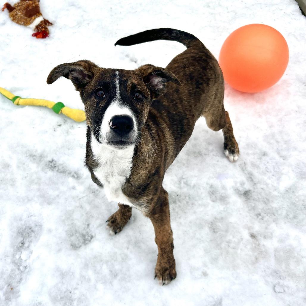 Enlarge Marshall, a Adoptable Mixed Breed in Bedford, NH image 6/6