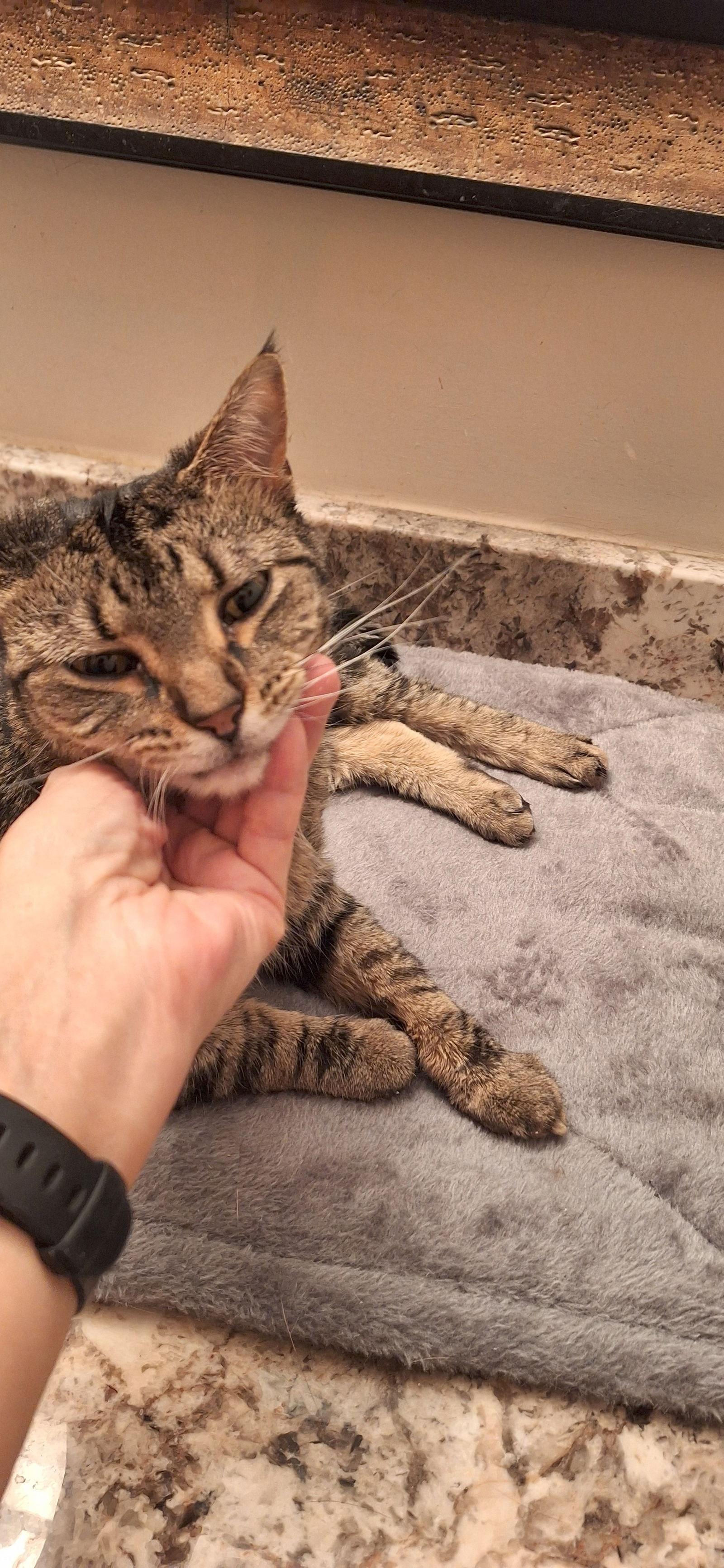 Enlarge Savannah - front declaw, a Adopted Domestic Short Hair in Wheaton, IL image 1/3