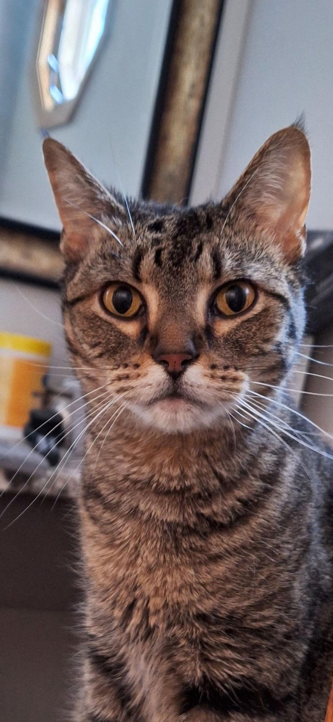 Enlarge Savannah - front declaw, a Adopted Domestic Short Hair in Wheaton, IL image 2/3