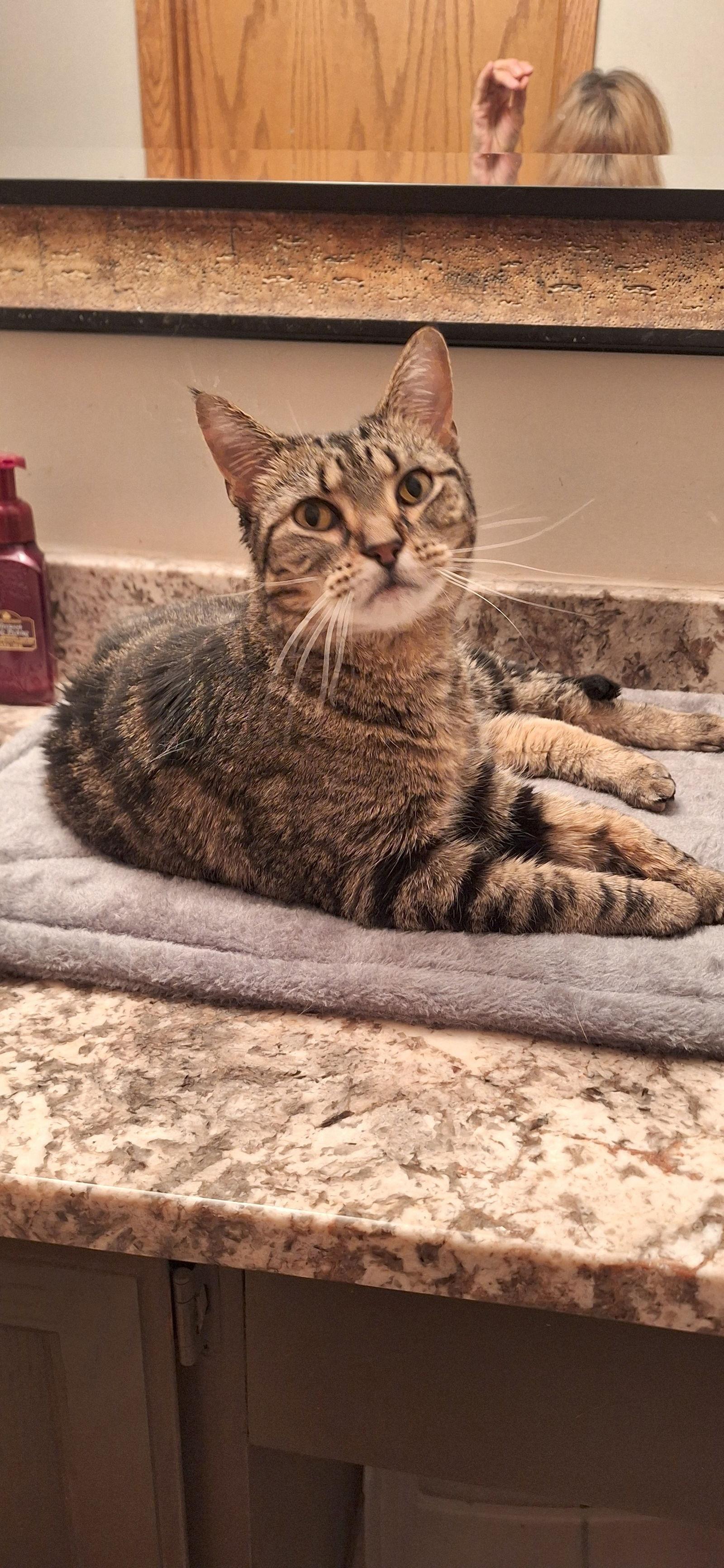 Enlarge Savannah - front declaw, a Adopted Domestic Short Hair in Wheaton, IL image 3/3