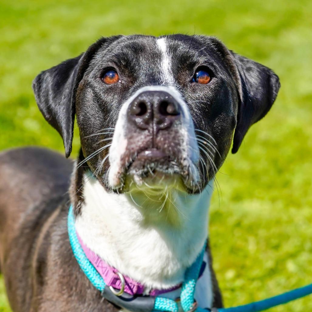 Livy, Adoptable, Young Female Mixed Breed.