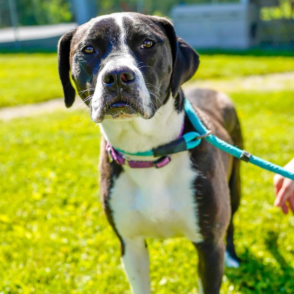 Livy, a Adoptable Mixed Breed in Thomaston, ME image 2/2