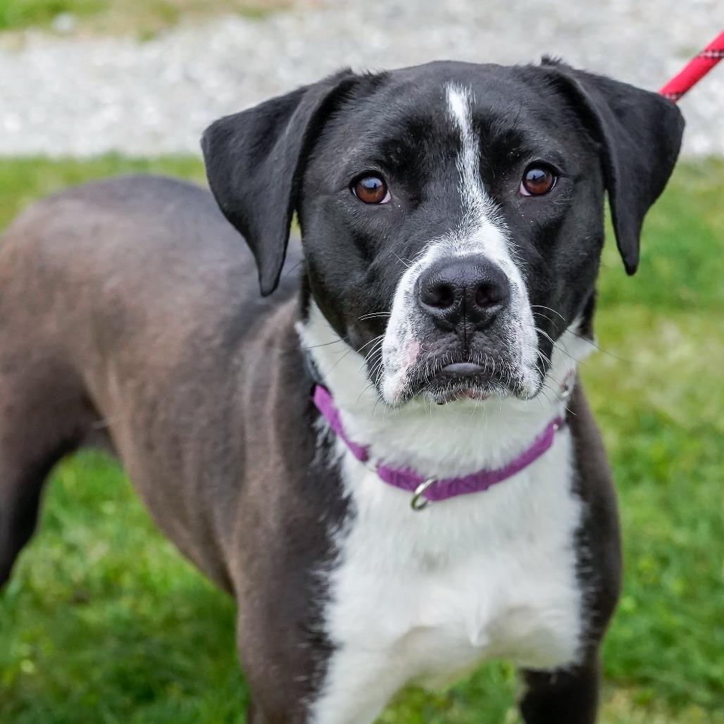 Livy, Adoptable, Young Female Mixed Breed.
