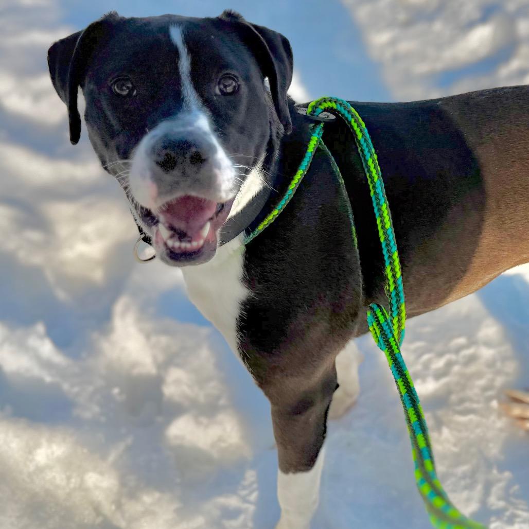 Enlarge Livy, a Adoptable Mixed Breed in Thomaston, ME image 1/1