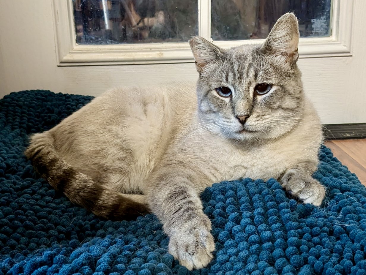 Enlarge Picasso, a Adoptable Siamese in Los Angeles, CA image 3/6