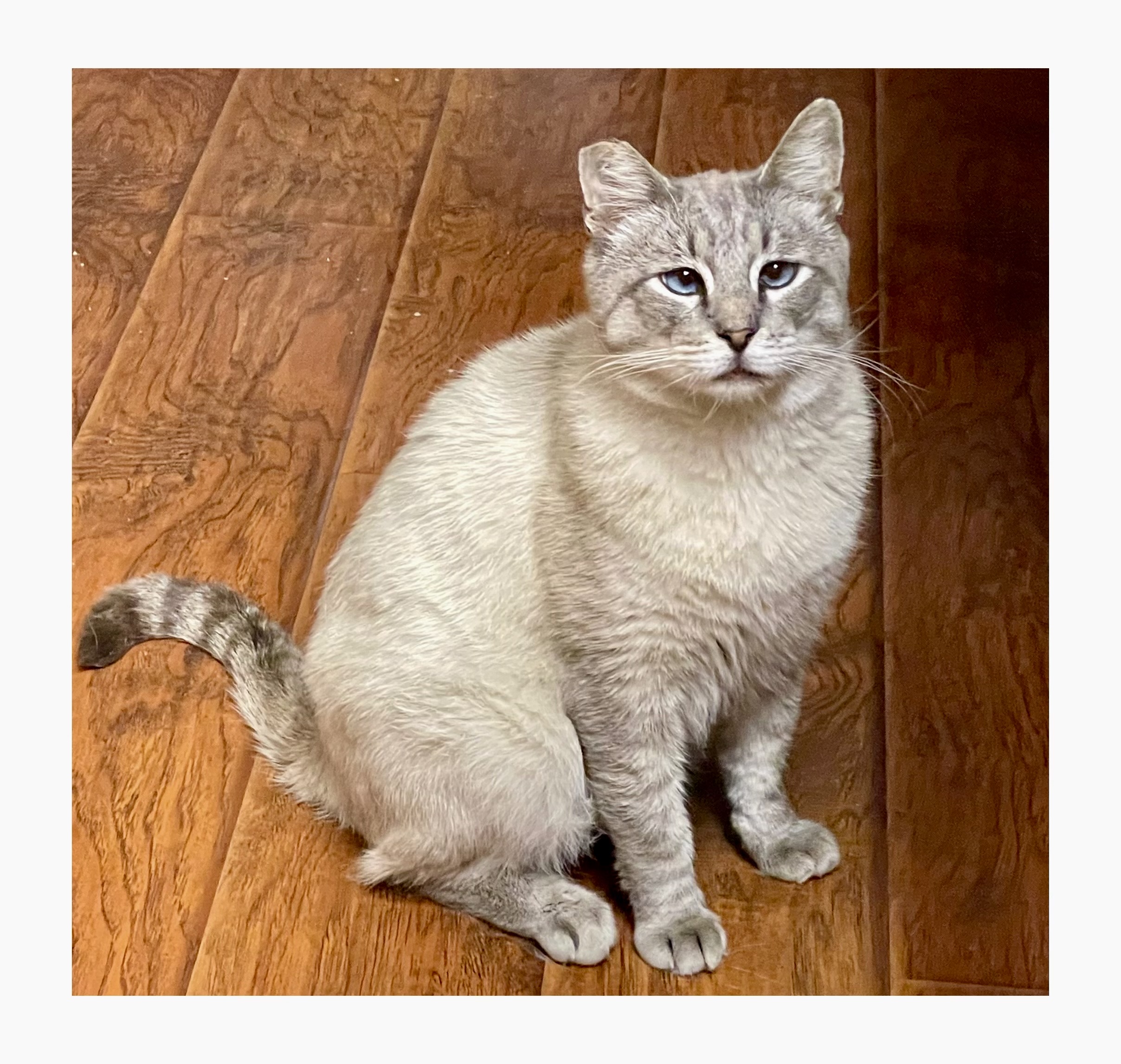 Enlarge Picasso, a Adoptable Siamese in Los Angeles, CA image 2/6