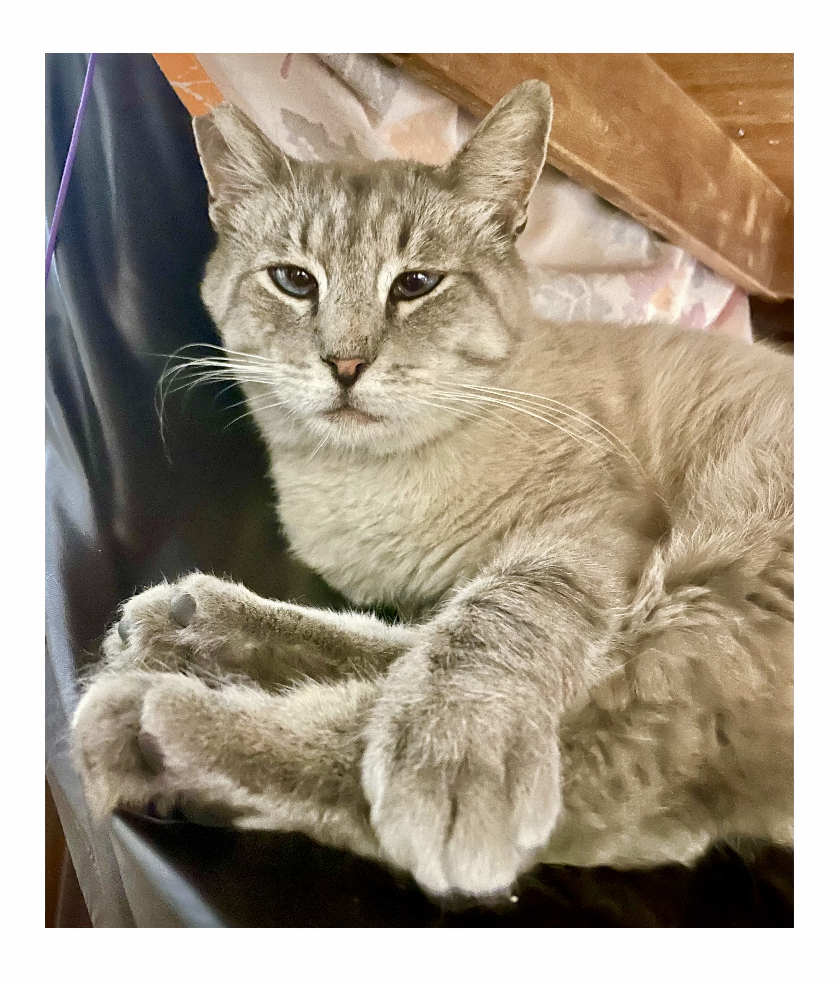 Enlarge Picasso, a Adoptable Siamese in Los Angeles, CA image 1/6