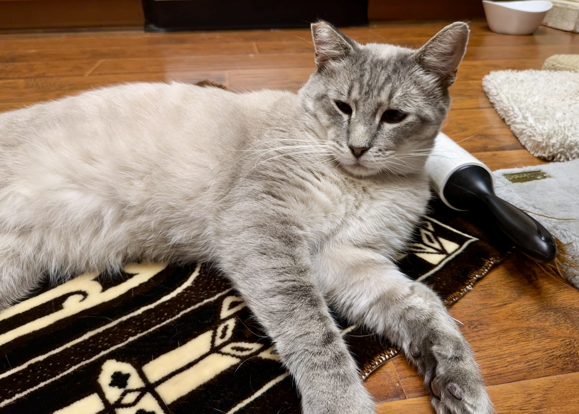 Enlarge Picasso, a Adoptable Siamese in Los Angeles, CA image 4/6