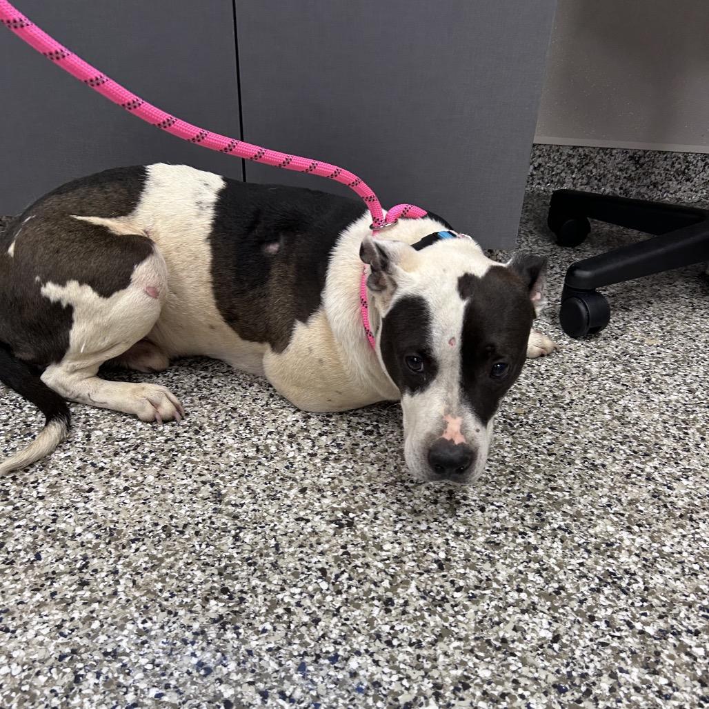 Zeke, Adoptable, Young Male Pit Bull Terrier.