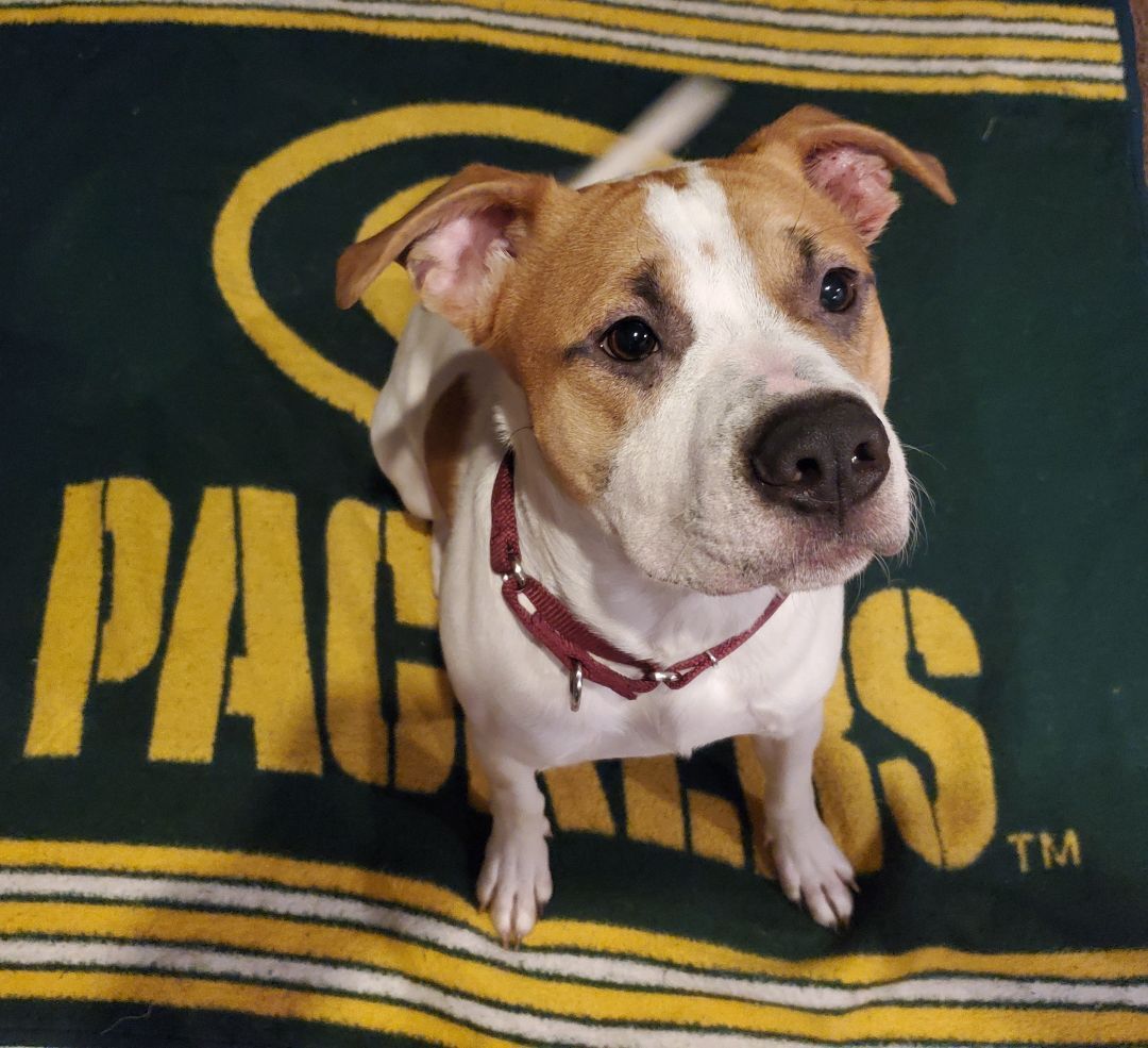 Copper, a Adoptable mixed breed in Sheboygan, WI image 1/10