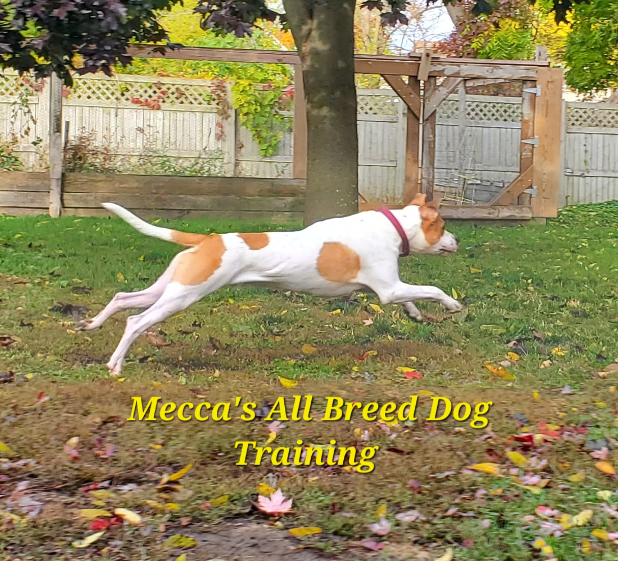 Copper, a Adoptable mixed breed in Sheboygan, WI image 2/10