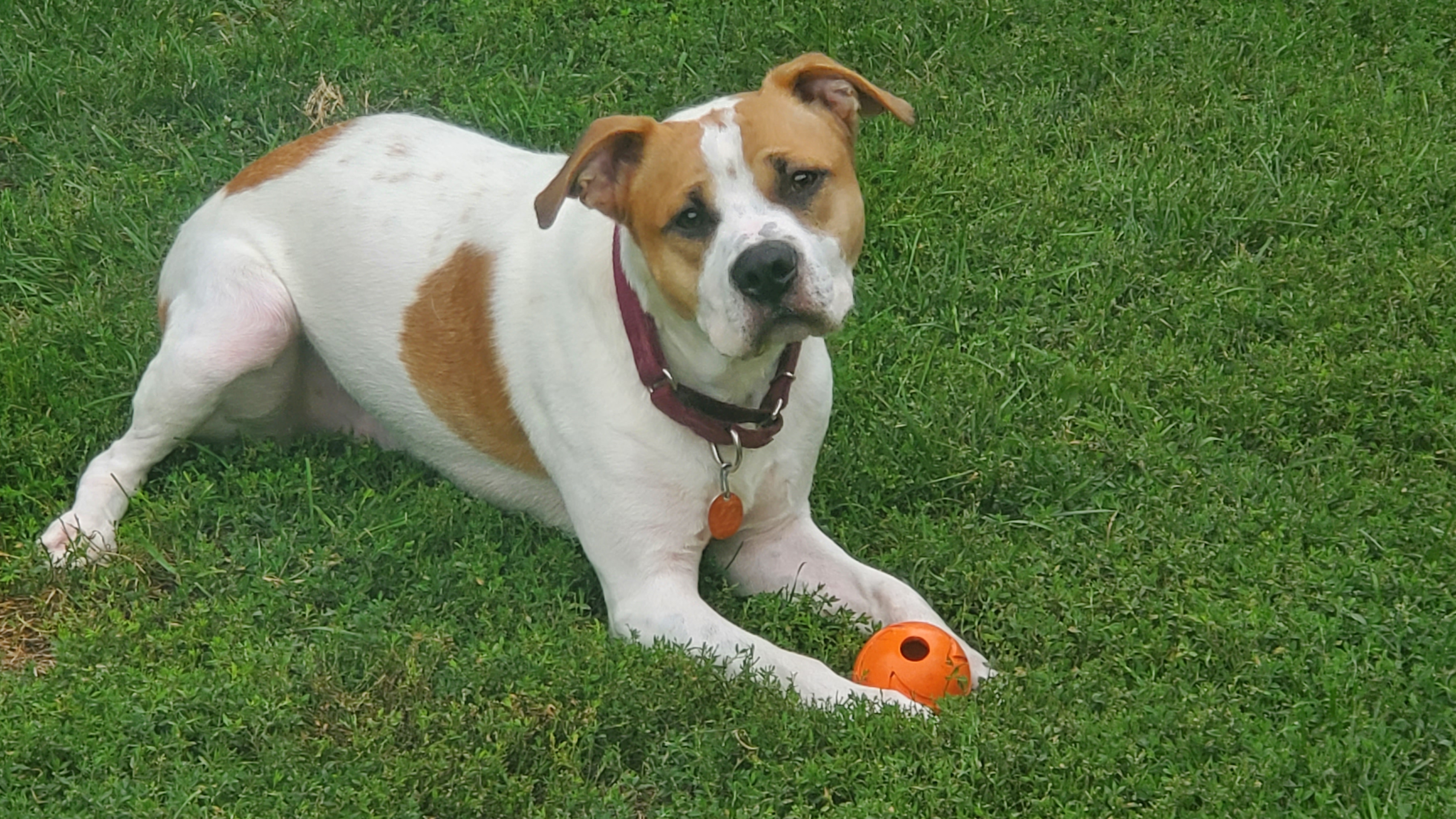 Copper, a Adoptable mixed breed in Sheboygan, WI image 3/10