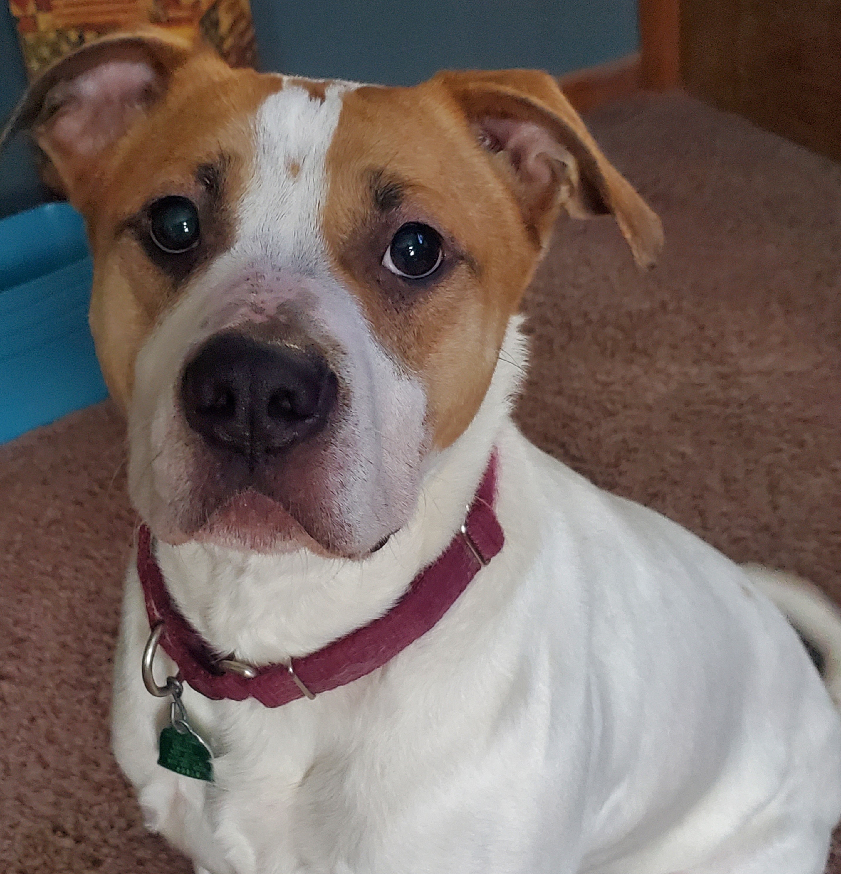 Copper, a Adoptable mixed breed in Sheboygan, WI image 4/10