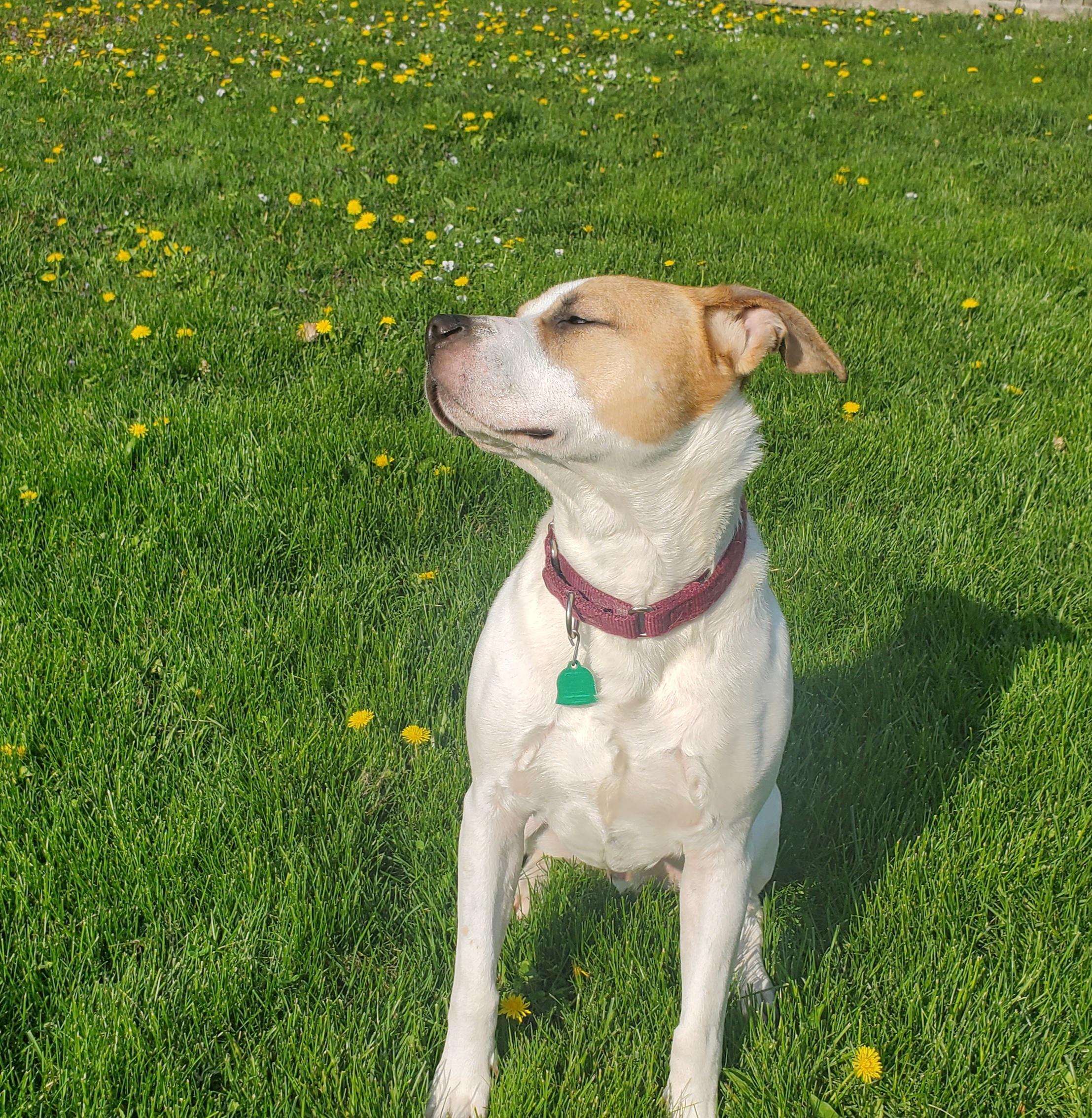 Copper, a Adoptable mixed breed in Sheboygan, WI image 5/10
