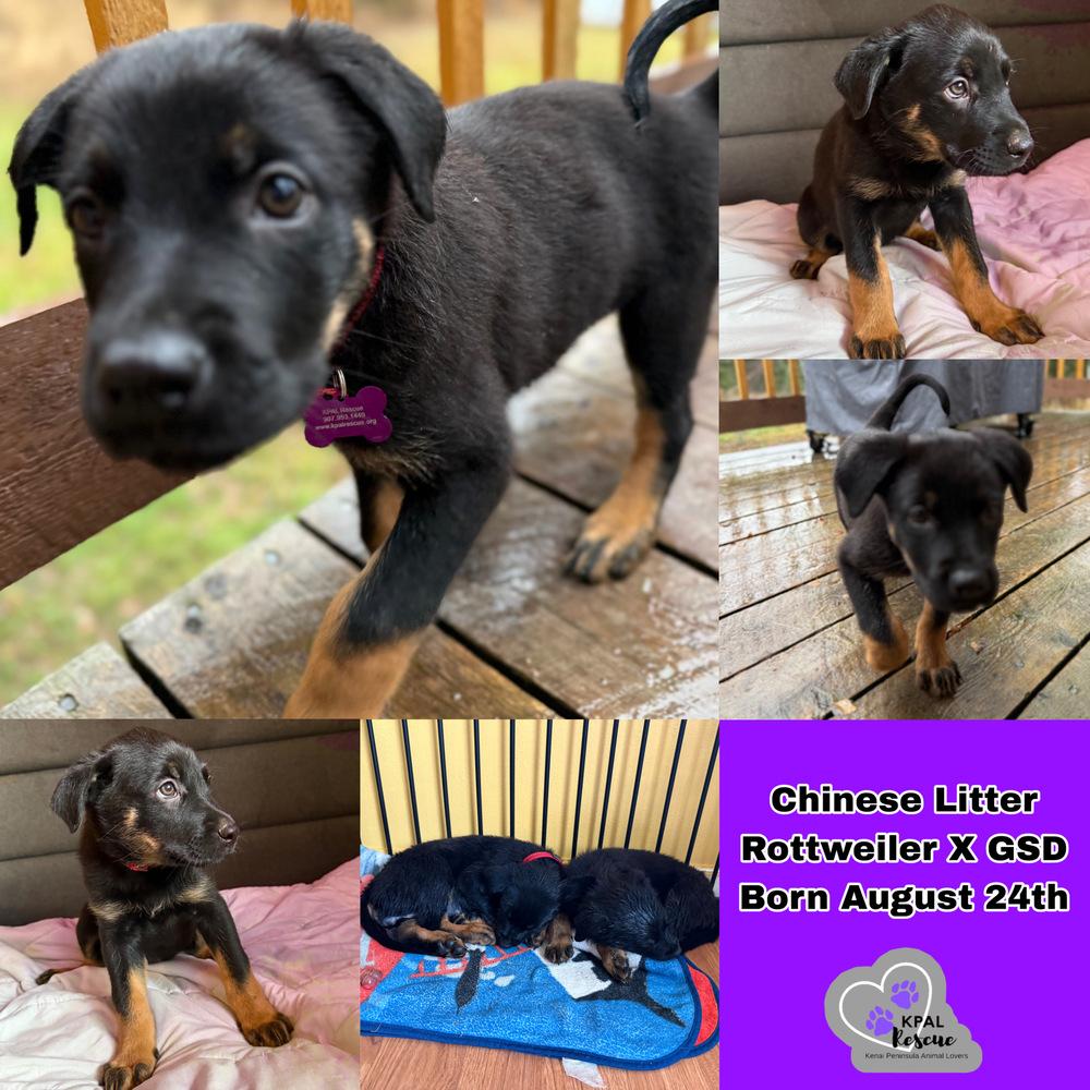 Egg Flower - Chinese Litter, Adopted, Puppy Female Rottweiler & German Shepherd Dog.
