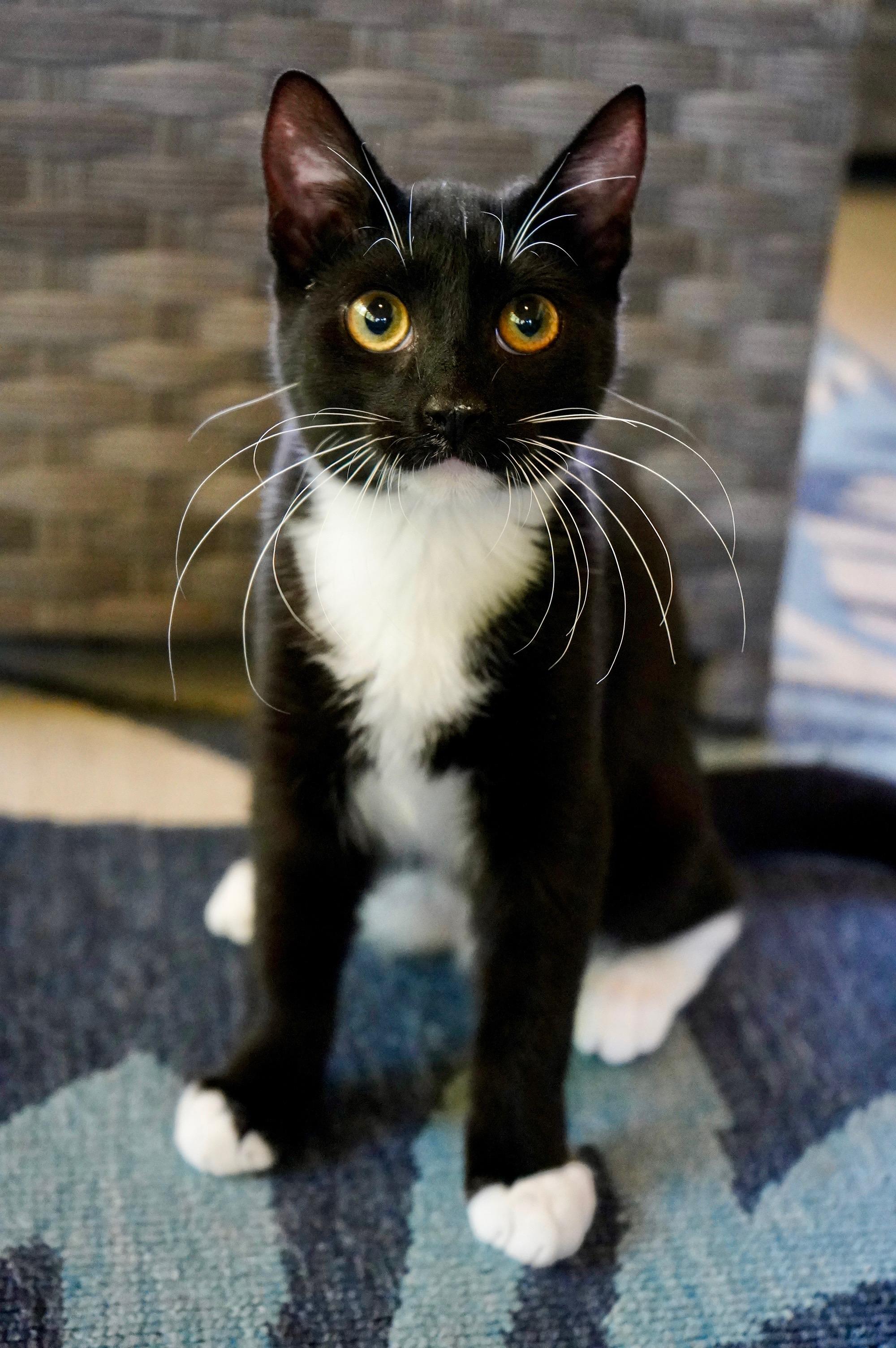 Enlarge Ezra, a ADOPTABLE mixed breed in Hixson, TN image 3/6